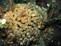 cladocore - Cladocora cespitosa